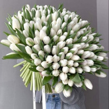 151 білий тюльпан 