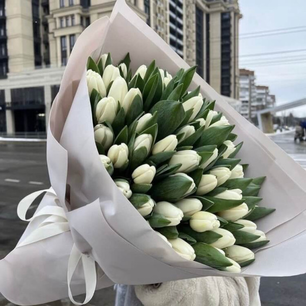 51 білий тюльпан 